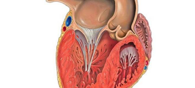 Гипертензия левого желудочка сердца что это такое